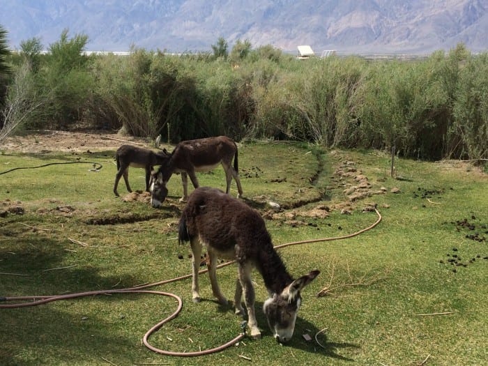 Saline Valley Hot Springs Bare Backpacking